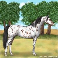 Horse Color:Bay Appaloosa
