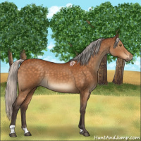 Horse Color:Silver Buckskin 