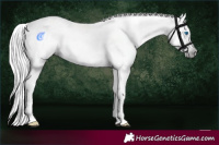 Horse Color:Gray Black Splash