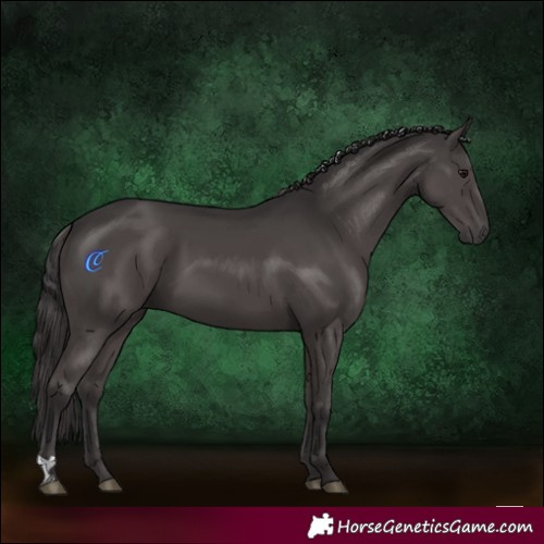 Horse Color:Smoky Black
