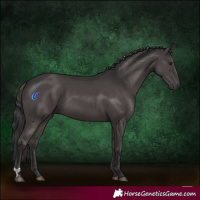 Horse Color:Smoky Black 