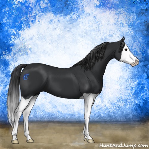 Horse Color:Black Splash