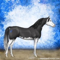 Horse Color:Black Splash