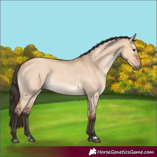 Horse Color:Bay Roan Dun Rabicano 