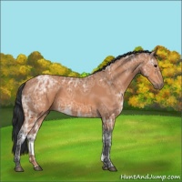 Horse Color:Bay Ice 
