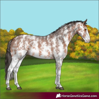 Horse Color:Bay Sabino Appaloosa 