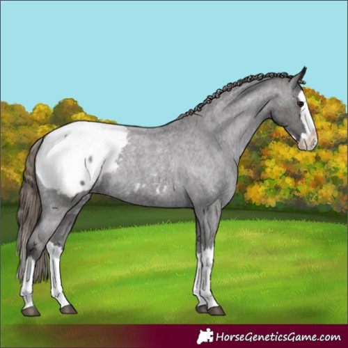Horse Color:Smoky Blue Roan Splash Appaloosa Rabicano 