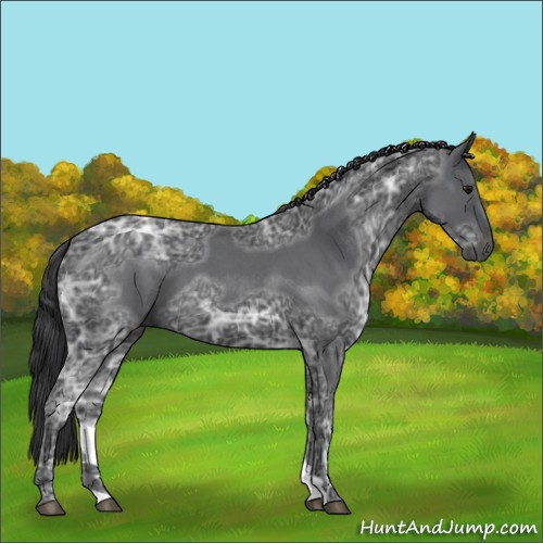 Horse Color:Blue Ice Roan 