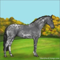 Horse Color:Blue Ice Roan 