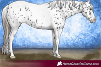 Horse Color:Black Tobiano Appaloosa 