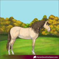 Horse Color:Amber Cream Champagne Roan Dun 