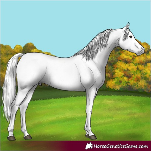 Horse Color:Gray Brown