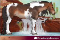 Horse Color:Bay Tobiano 