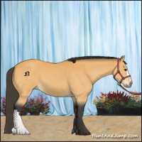 Horse Color:Buckskin 
