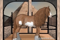 Horse Color:Chestnut Frame Rabicano 