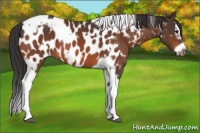 Horse Color:Bay Splash Tobiano Appaloosa  and Bay Splash Tobiano Frame Appaloosa 