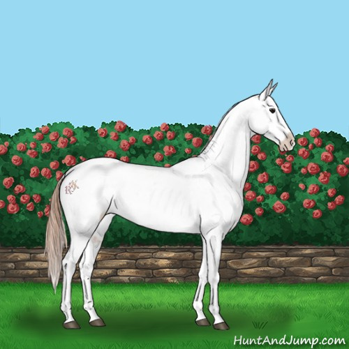 Horse Color:Bay Splash Tobiano Appaloosa  and Amber Champagne Splash Tobiano Appaloosa 