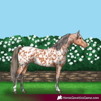 Horse Color:Bay Tobiano Near Leopard