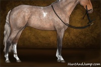 Horse Color:Silver Buckskin Roan Tobiano Rabicano