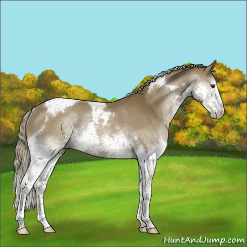 Horse Color:Chocolate Palomino Splash Tobiano Rabicano 