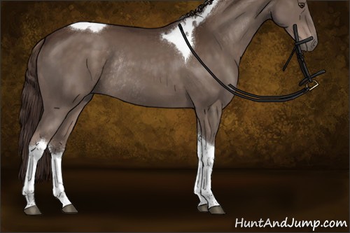 Horse Color:Liver Chestnut Tobiano Rabicano 