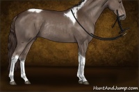 Horse Color:Liver Chestnut Tobiano Rabicano 