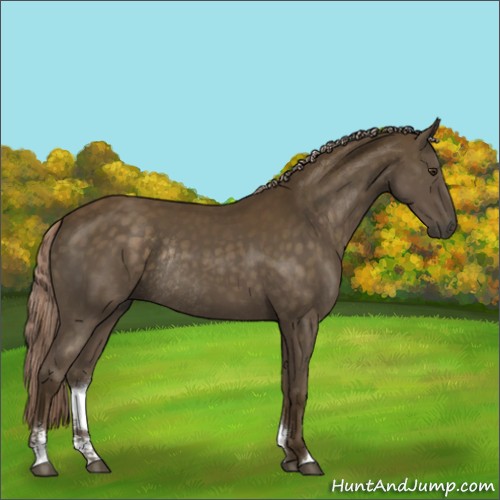 Horse Color:Chocolate Palomino Sabino Rabicano 