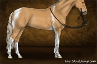 Horse Color:Palomino Sabino Tobiano Rabicano 