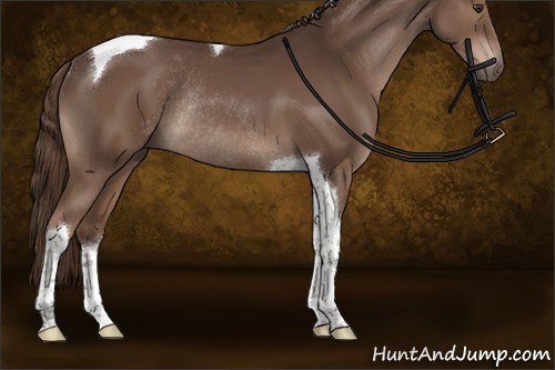 Horse Color:Liver Chestnut Tobiano Rabicano