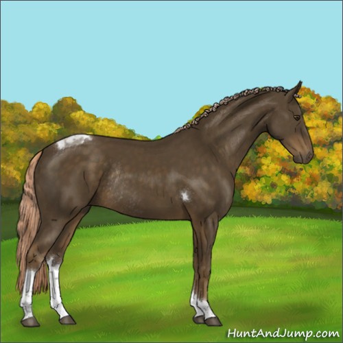 Horse Color:Chocolate Palomino Sabino Tobiano Rabicano 