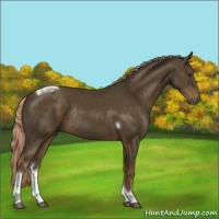 Horse Color:Chocolate Palomino Sabino Tobiano Rabicano 