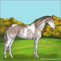 Horse Color:Liver Red Roan Splash Tobiano Rabicano 