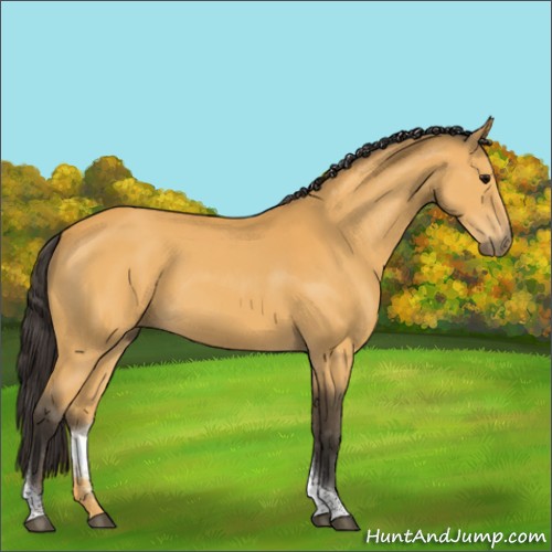 Horse Color:Buckskin Tobiano Rabicano 
