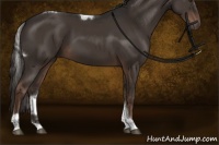 Horse Color:Liver Chestnut Sabino Tobiano Rabicano 
