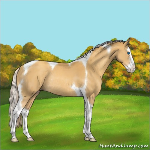 Horse Color:Gold Cream Champagne Sabino Splash Tobiano Rabicano