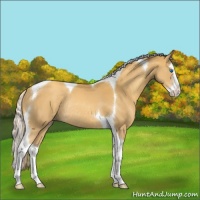 Horse Color:Gold Cream Champagne Sabino Splash Tobiano Rabicano