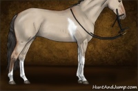 Horse Color:Bay Dun Sabino Tobiano Rabicano 