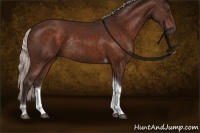 Horse Color:Silver Brown Tobiano Rabicano 