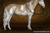 Horse Color:Chocolate Palomino Splash Tobiano Rabicano