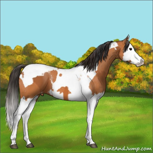 Horse Color:Bay Splash Tobiano Varnish and Bay Splash Tobiano Varnish