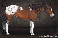 Horse Color:Brown Splash Tobiano Appaloosa and Brown Splash Tobiano Appaloosa