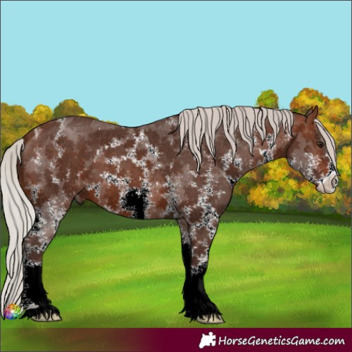 Horse Color:Silver Brown Sabino 