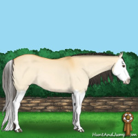 Horse Color:Buckskin Dun Splash 