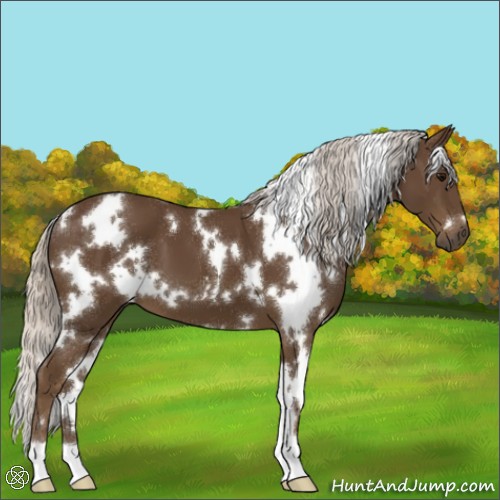 Horse Color:White Spotted Silver Smoky Black