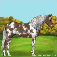 Horse Color:White Spotted Silver Smoky Black 
