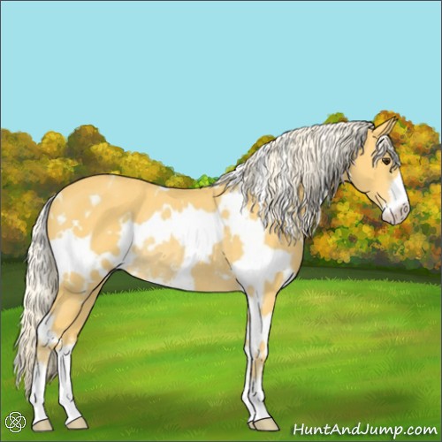 Horse Color:White Spotted Palomino Sabino Rabicano