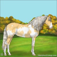 Horse Color:White Spotted Palomino Sabino Rabicano 