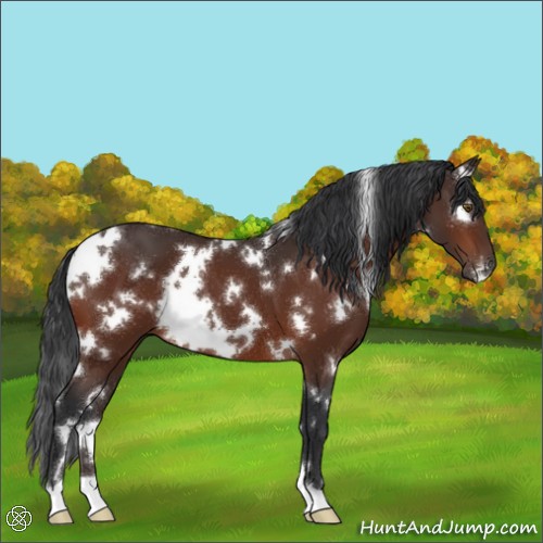 Horse Color:White Spotted Brown