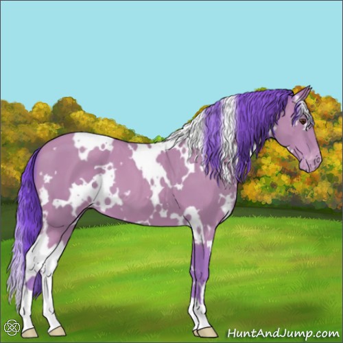Horse Color:Watercolor White Spotted Classic Champagne Appaloosa
