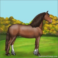 Horse Color:Liver Chestnut Sabino